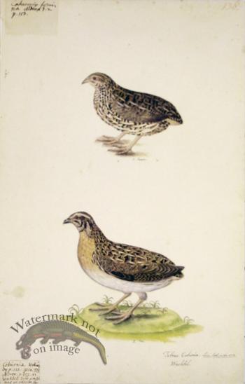 136 Swedish Birds . Tetrao Coturnix.Common Quail